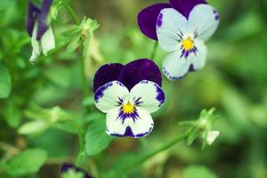 Blume der Viola Tricolor oder wilde Stiefmütterchen auf einem Ast, Nahaufnahme. foto