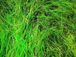 grüner grasbeschaffenheitshintergrund für die arbeit mit kopienraum foto