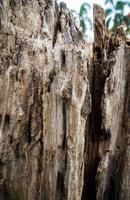 Nahaufnahme der alten Baumstumpfstruktur des Holzes foto
