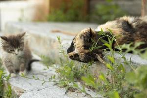 Katzen im Sommer auf der Straße. Katzen auf dem Land. süße haustiere an einem sonnigen tag. Tiere im Dorf. foto