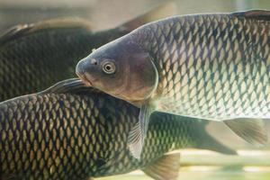 Lebender Fisch zum Verkauf im Supermarkt, Karpfen schwimmen im Aquarium im Lebensmittelgeschäft foto