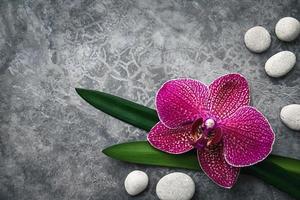 Orchideen- und Steinblumenrand auf grauem Hintergrund, Zen-Spa-Schönheitsdesign, Kopienraum foto