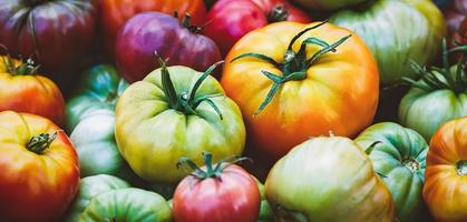 Bio-Tomaten, Gemüse aus eigenem Anbau, Hintergrund für Sommerkost, Heimarbeit und gesunde Ernährung foto