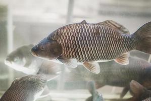Karpfenfische schwimmen im Aquarium im Fischgeschäft, Fischzucht, Aquakultur, lebender Fisch zum Verkauf foto