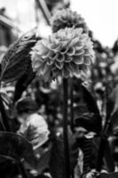 Dahlienblume in einem lokal angeordneten Raum, Foto in Schwarzweiß