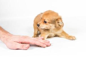 Chihuahua-Welpe vor einem weißen Hintergrund foto