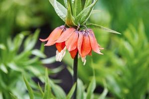 Krone Kaiserblume, Fritillaria Imperialis oder Kaiserkrone blühen im Frühlingsgarten foto