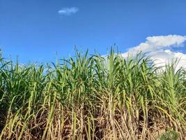 Zuckerrohrfelder und blauer Himmel foto
