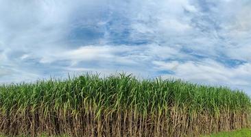 Zuckerrohrfelder und blauer Himmel foto