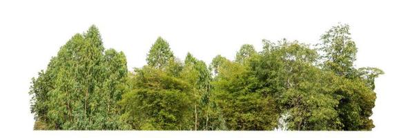 grüne bäume isoliert auf weißem hintergrund. sind wald und laub im sommer sowohl für den druck als auch für webseiten mit schnittpfad und alphakanal foto