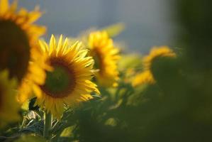 Blick auf das Sonnenblumenfeld foto