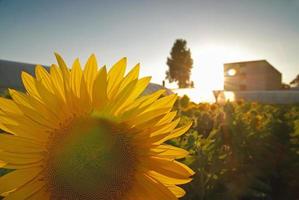 Blick auf das Sonnenblumenfeld foto