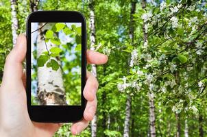 Naturforscher fotografiert Blätter von Birken foto