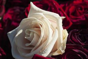 einzelne weiße Rose