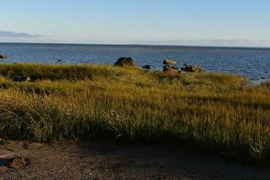 sonniger Tag mit schönem langem Strandhafer foto