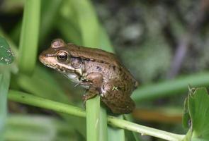 Frosch in einem Sumpf, der auf einer Pflanze in Louisiana sitzt foto