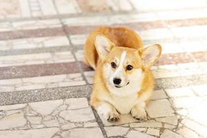 ein rothaariger Corgi-Hund auf einem Spaziergang foto