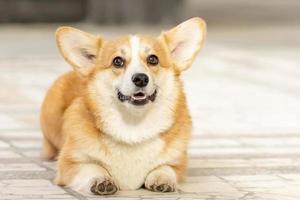 ein rothaariger Corgi-Hund auf einem Spaziergang foto