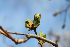 frische grüne Knospen auf Ast im Frühling ein sonniger Tag auf blauem Himmelshintergrund. die Natur erwacht foto