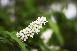 Weißer blühender Vogelkirschzweig auf grünem Blatthintergrund im Frühling foto