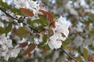 Apfelbaumzweig mit weißen Blüten und grünen frischen Blättern im Frühling foto