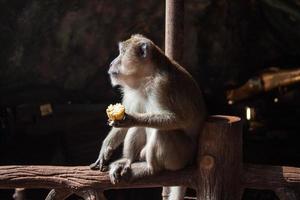 erwachsenes graues Affenprofil Gesicht sitzt und Mais in Höhle auf dunklem Hintergrund isst foto