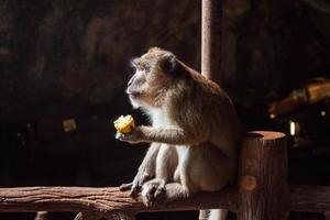 Brauner Affe, der Mais auf schwarzem Hintergrund sitzt und isst foto