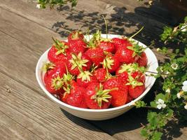 Schüssel Erdbeeren foto