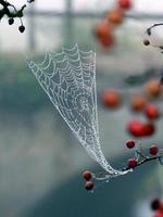 Tautropfen auf einem Spinnennetz foto