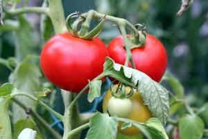 Nahaufnahme einer Tomatenpflanze foto
