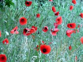 rote Mohnblumen foto