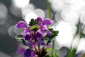lila Blumen mit Bokeh Hintergrund foto