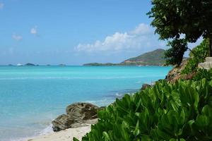 grüne Pflanzen auf Antigua foto