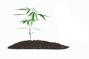 Marihuana-Pflanze im Boden