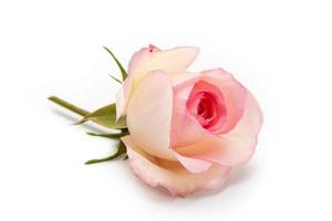 rosa Rose auf einem weißen Hintergrund
