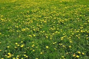 grünes Feld mit Löwenzahn foto