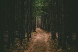 Weg in einem Wald foto