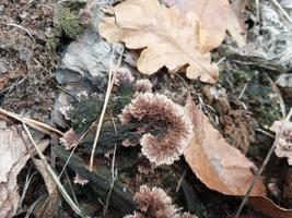 Pilze, die im Herbstwald wachsen foto