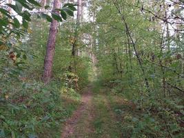 Herbstwald in Laubfarben foto