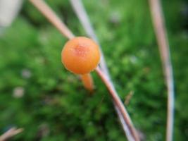 Pilze, die im Herbstwald wachsen foto