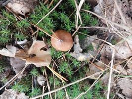 Pilze, die im Herbstwald wachsen foto