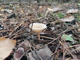 Pilze, die im Herbstwald wachsen foto