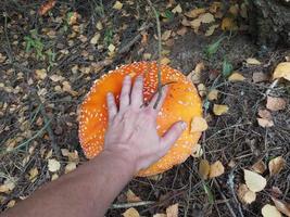 roter Fliegenpilz wuchs im Wald foto