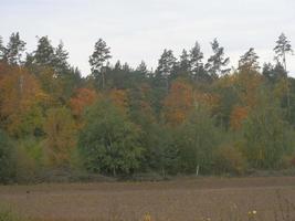 Herbstwald in Laubfarben foto