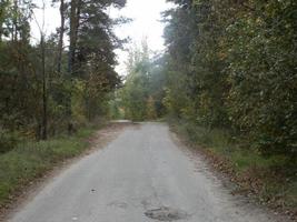 Herbstwald in Laubfarben foto
