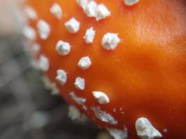 roter Fliegenpilz wuchs im Wald foto