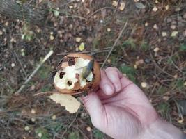 Pilze, die im Herbstwald wachsen foto