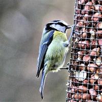 Blick auf eine Blaumeise foto