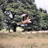 Nahaufnahme eines Rotmilans im Flug auf der Gigrin Farm in Wales foto