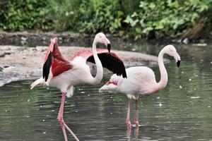 ein Blick auf einen Flamingo foto